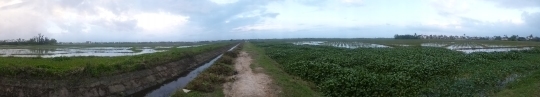 Panoramic views across the rice fields