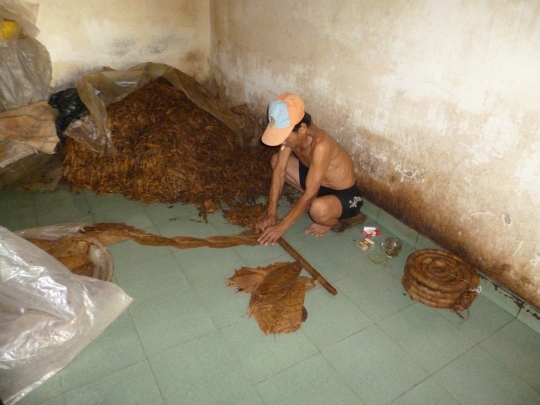 And this guy is processing tobacco - taking the loose leaves and rolling them into tight coils ready to be sent to the next part of the processing chain